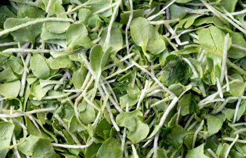 Broccoli Microgreens Whole Leaf